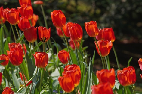Tulipani